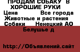 ПРОДАМ СОБАКУ  В ХОРОШИЕ РУКИ  › Цена ­ 4 000 - Все города Животные и растения » Собаки   . Ненецкий АО,Белушье д.